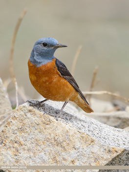 Rufous-tailed Rock-thrush (Monticola saxatilis) - image #465145 gratis